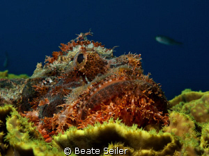 Scorpionfish , taken with Canon G10 at El Quadim by Beate Seiler 